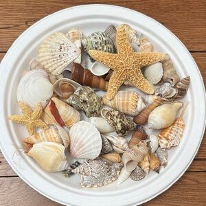 Assorted Seashell and Starfish Collection